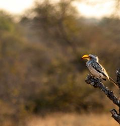 Bijzondere vogels Kruger NP